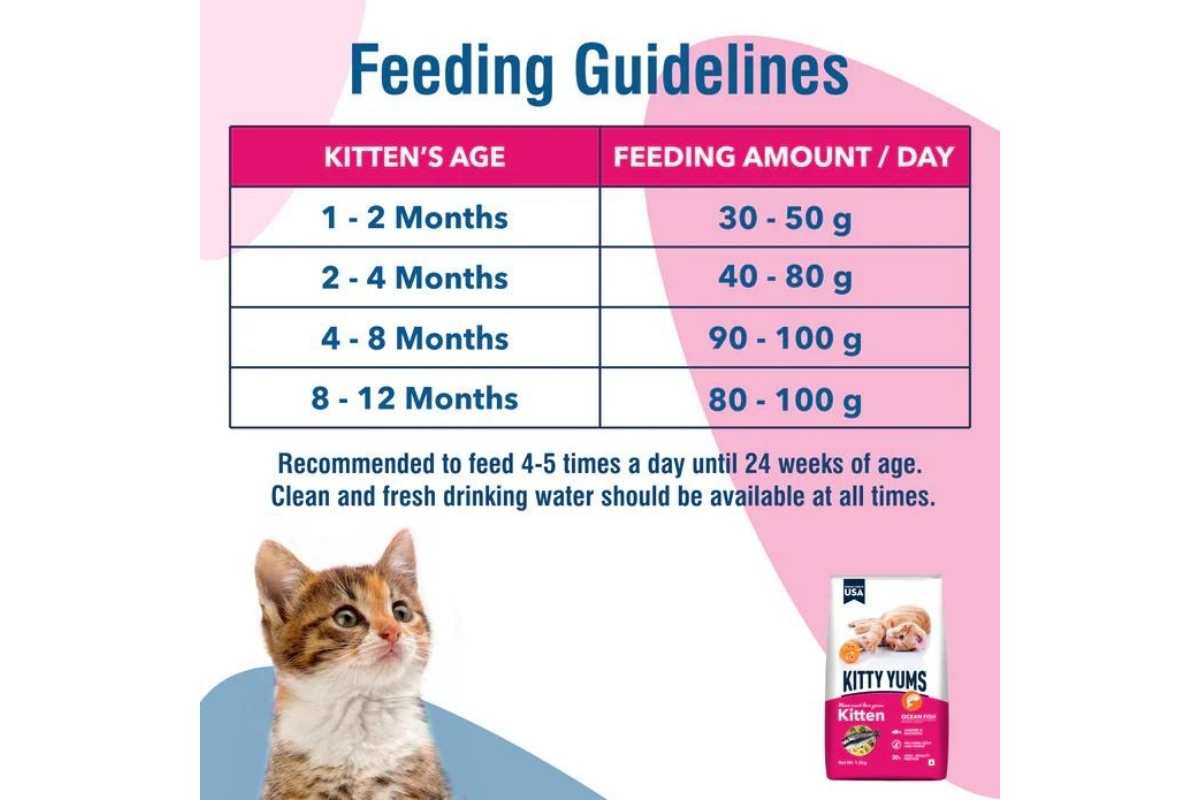 Kitty Yums Kitten Cat Dry Food Ocean Fish 50g pack of 60 - Image 3